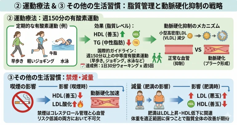 脂質管理と動脈硬化抑制のための運動療法(週150分の有酸素運動)とその他の生活習慣(禁煙・減量)の効果を図解したインフォグラフィック。