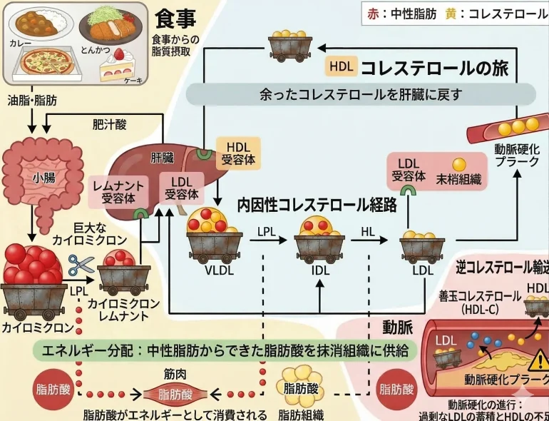 食事から摂取された脂質が体内でどのように代謝され、コレステロール(LDL・HDL)や中性脂肪が運ばれるかを示した図解。リポタンパク質をトロッコに見立て、動脈硬化の進行プロセスも描かれています。